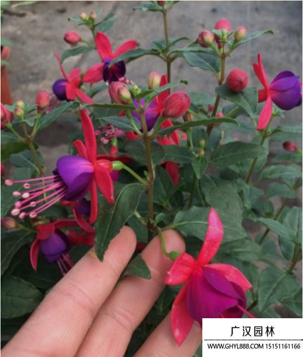吊鐘花