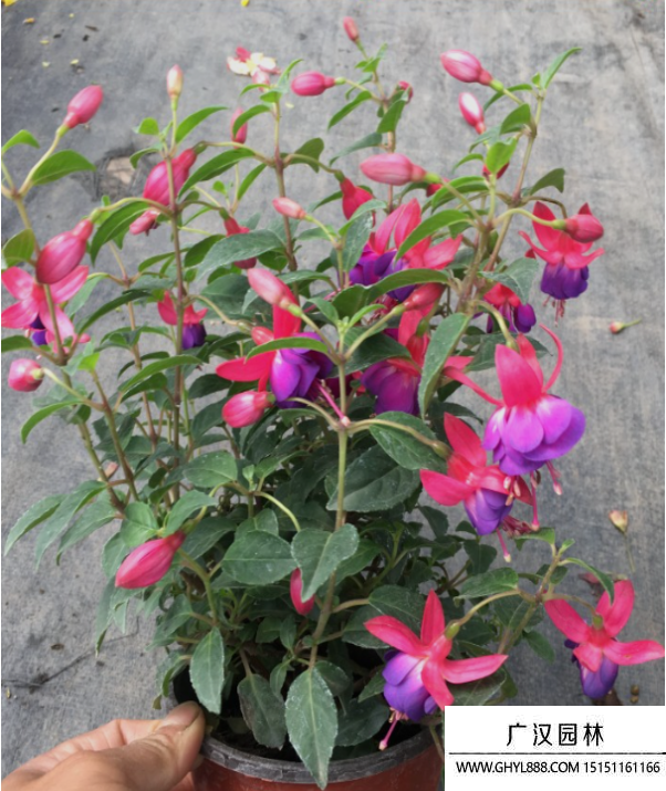吊鐘花