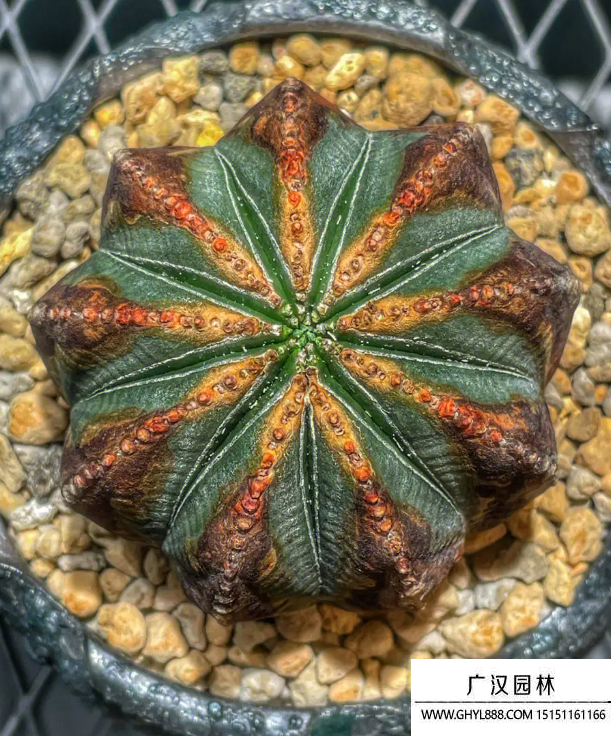 布紋球