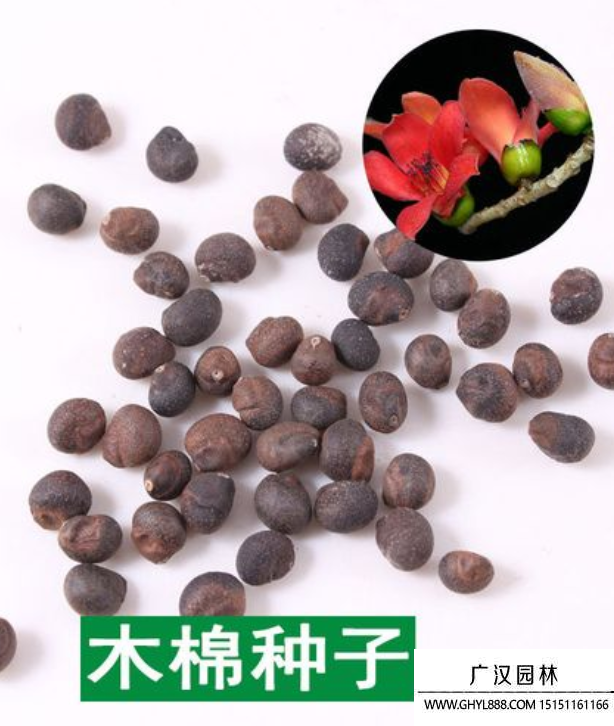 木棉花種子