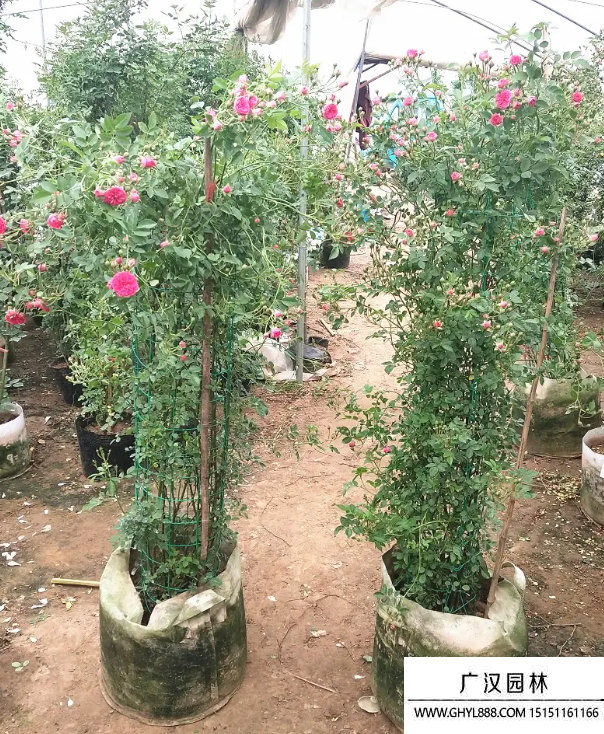 日本無刺薔薇