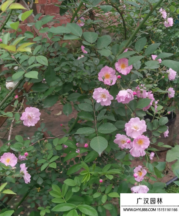 日本無刺薔薇