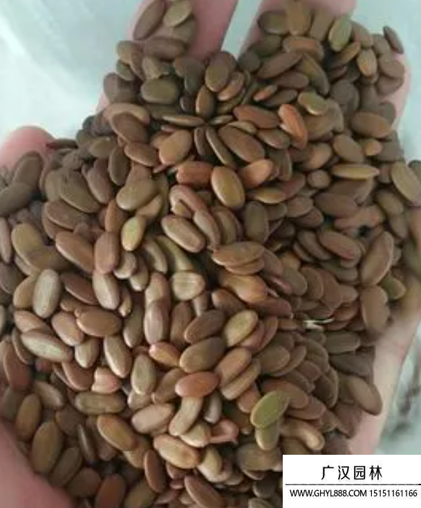合歡種子