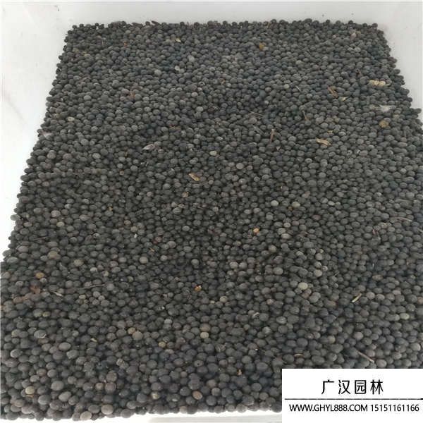 北京欒樹種子