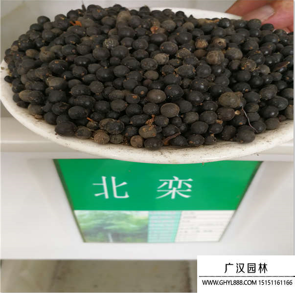 北京欒樹種子
