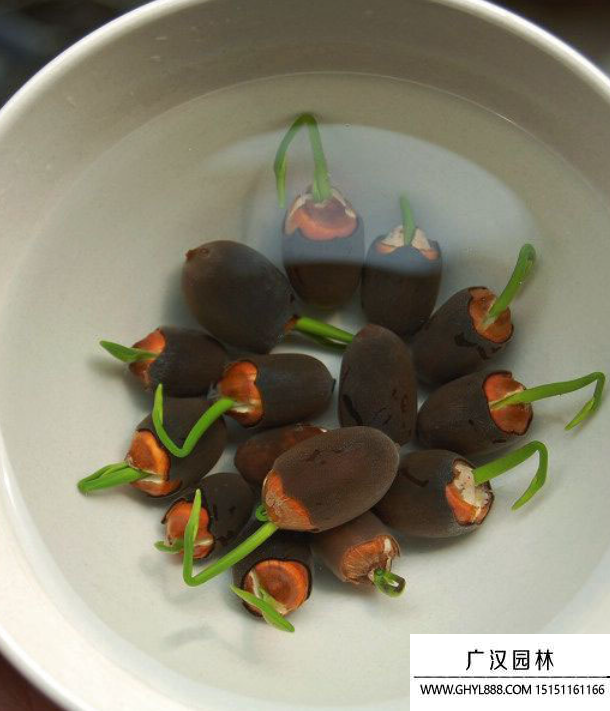 碗蓮種子