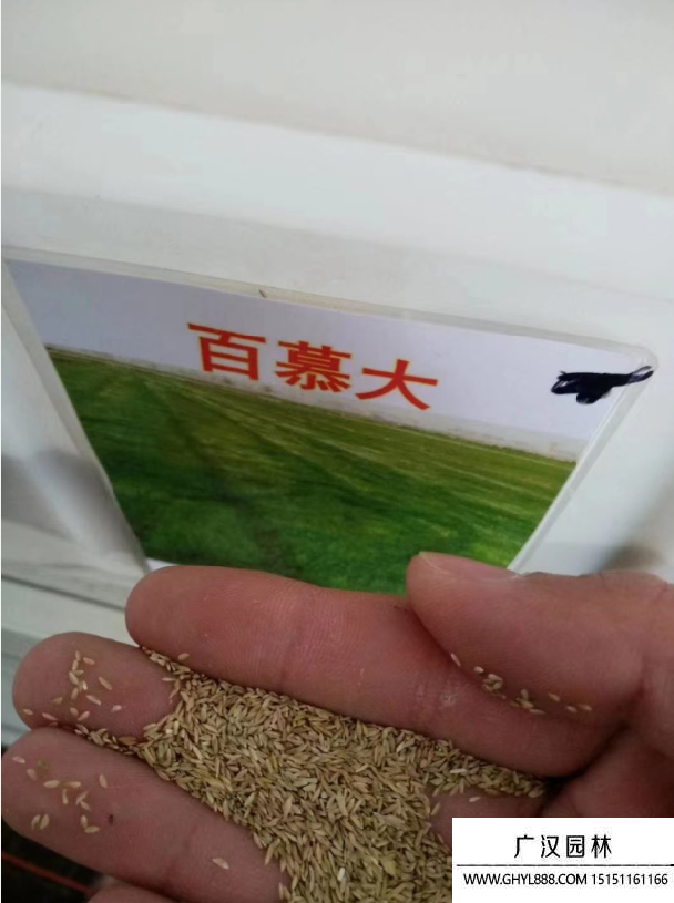 草坪種子