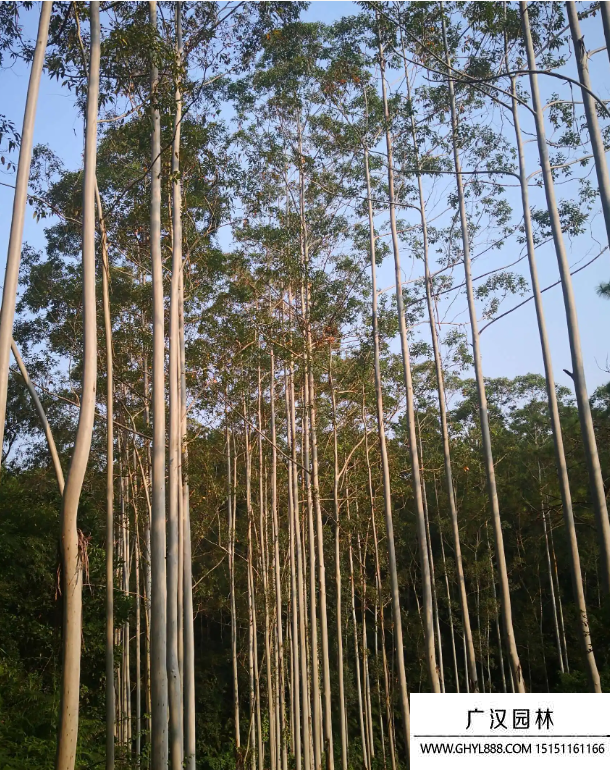桉樹