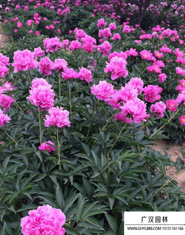 芍藥