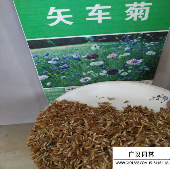 矢車菊種子