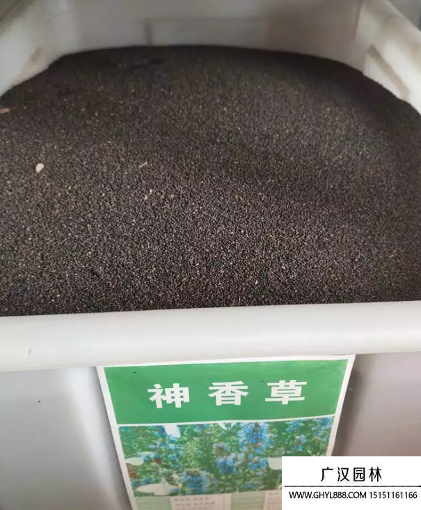 神香草種子