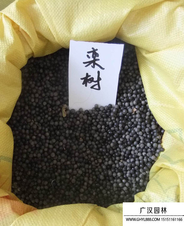 欒樹種子