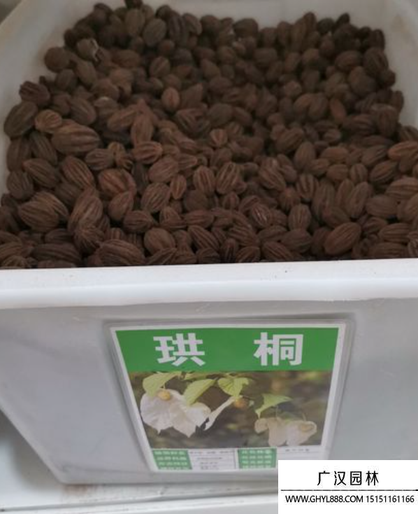 珙桐種子