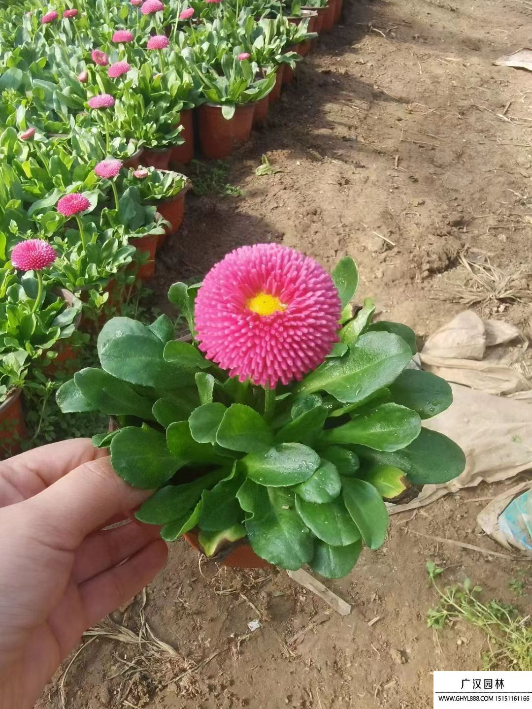 雛菊