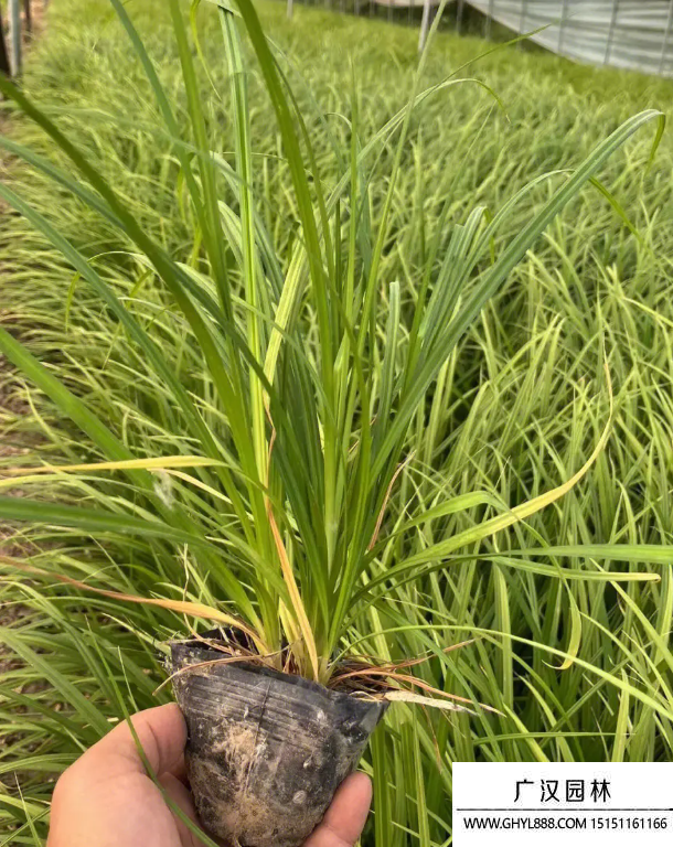 嶗峪苔草