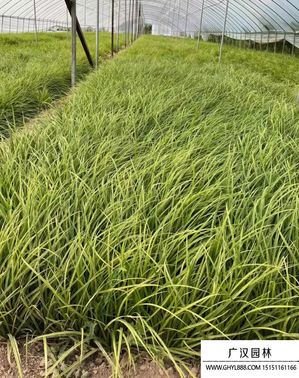 嶗峪苔草