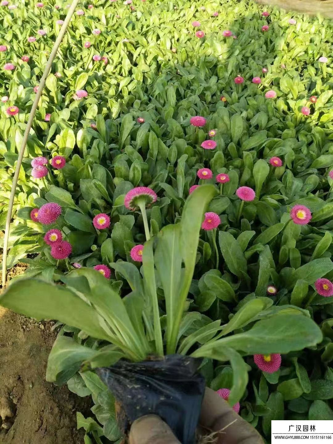 雛菊