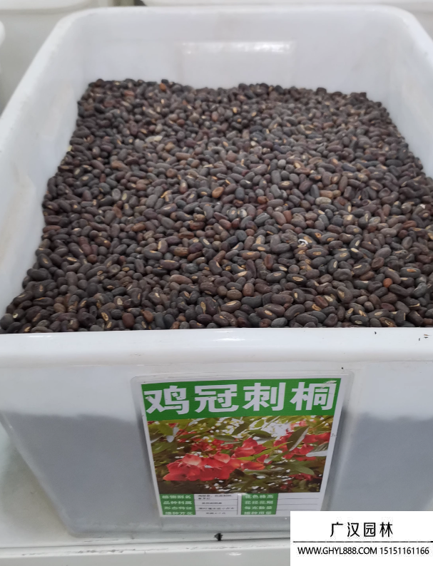 雞冠刺桐種子