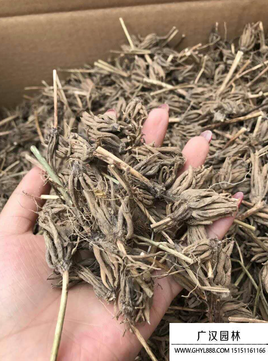 花毛茛種子