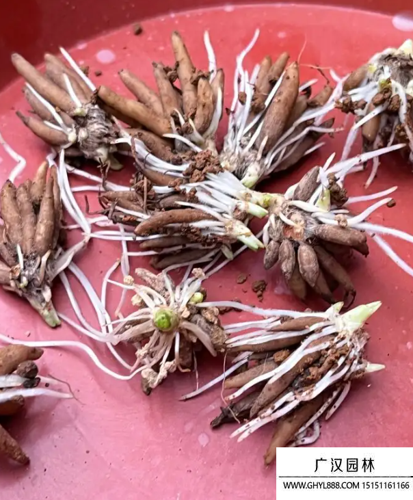 花毛茛種子