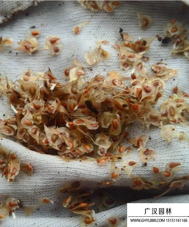 花毛茛種子