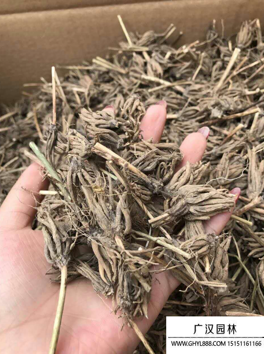 花毛茛種子