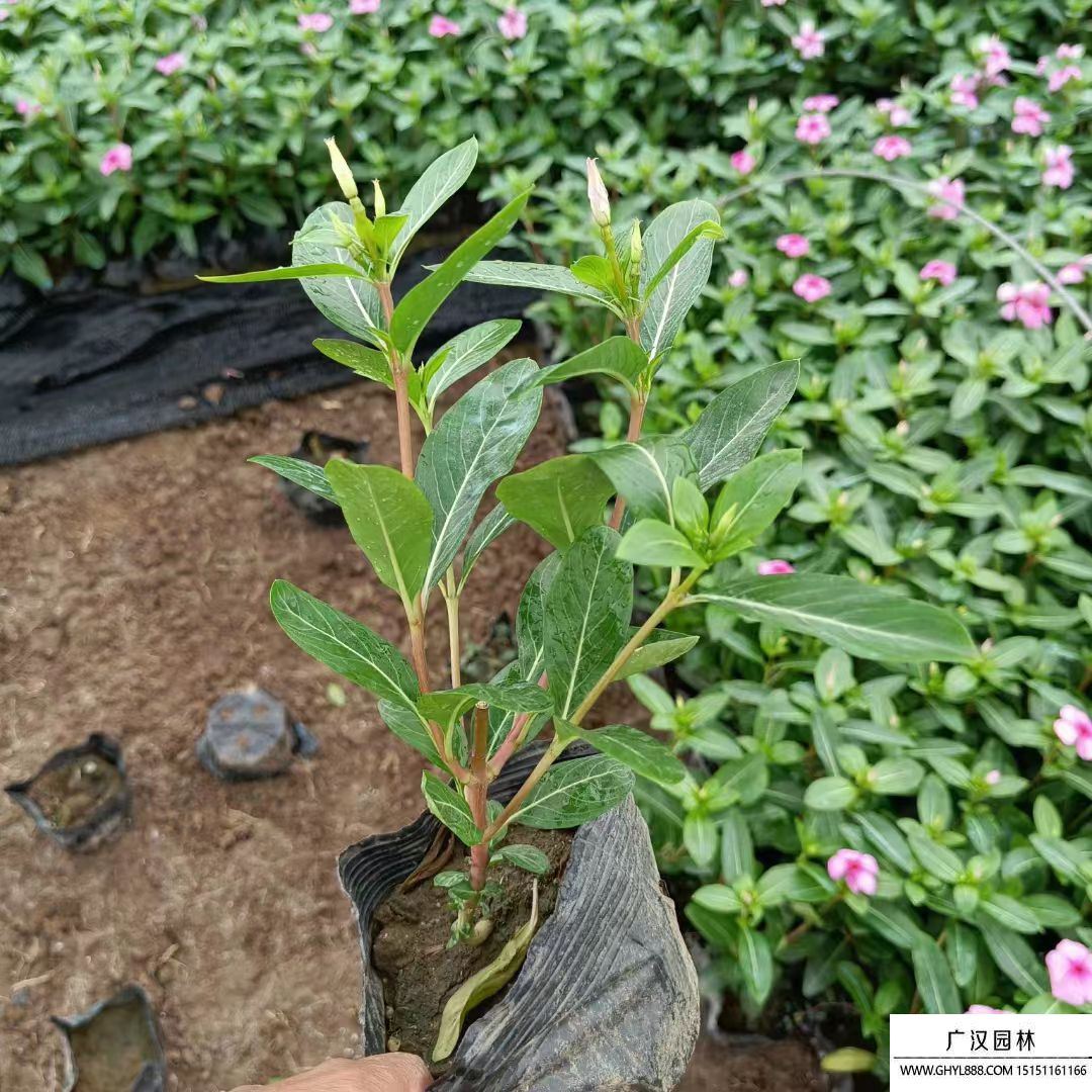 長春花