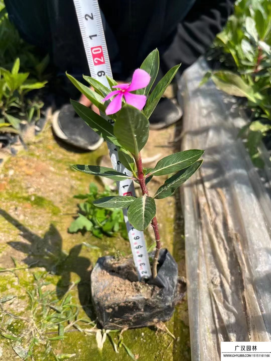 長春花