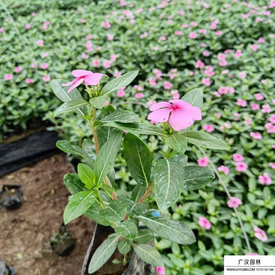 長春花