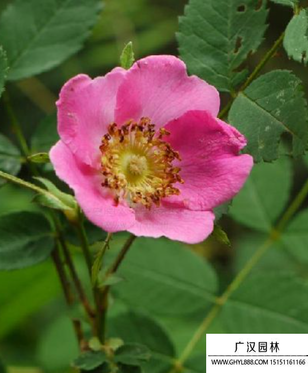 刺葉薔薇