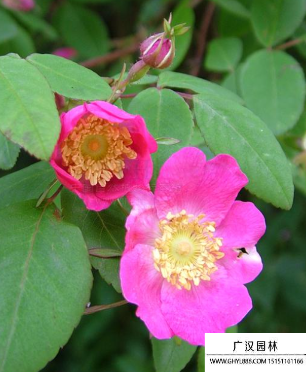 刺葉薔薇