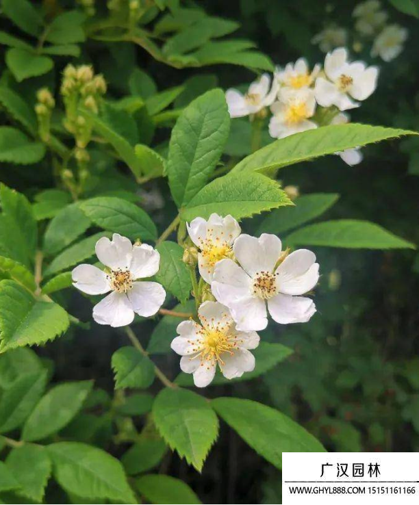 刺葉薔薇