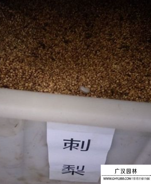 刺梨種子