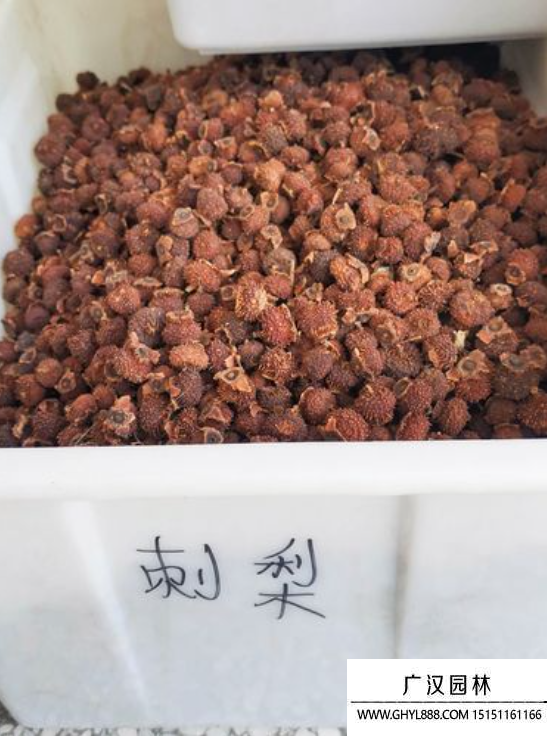 刺梨種子