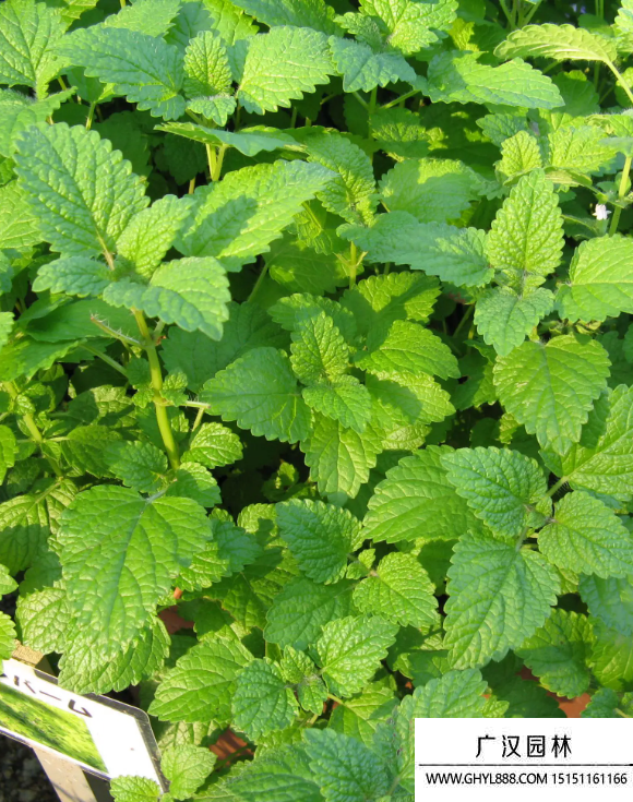 檸檬香草