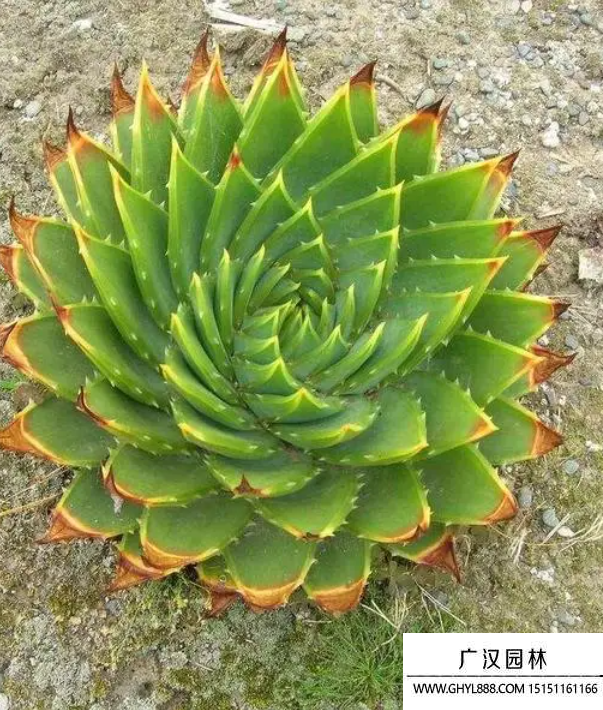 所羅門蘆薈