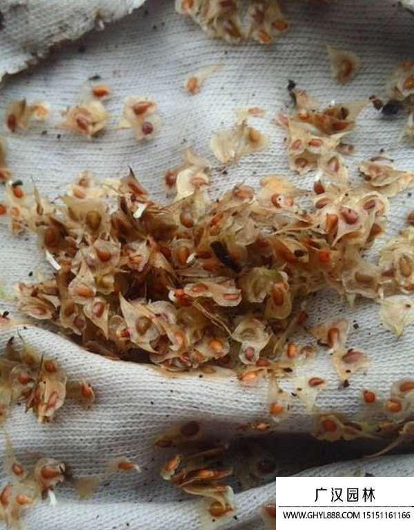 花毛茛種子