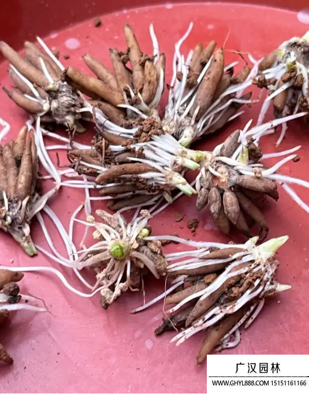 花毛茛種子