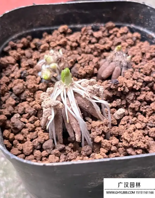 花毛茛種子