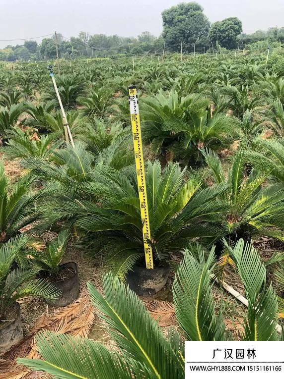 鐵樹種子