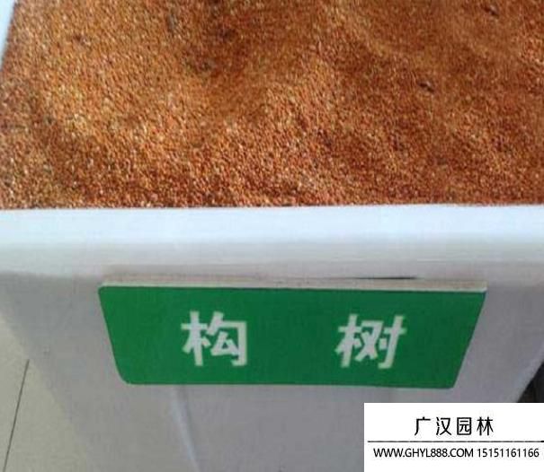 構樹種子