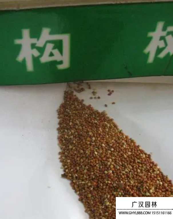 構樹種子