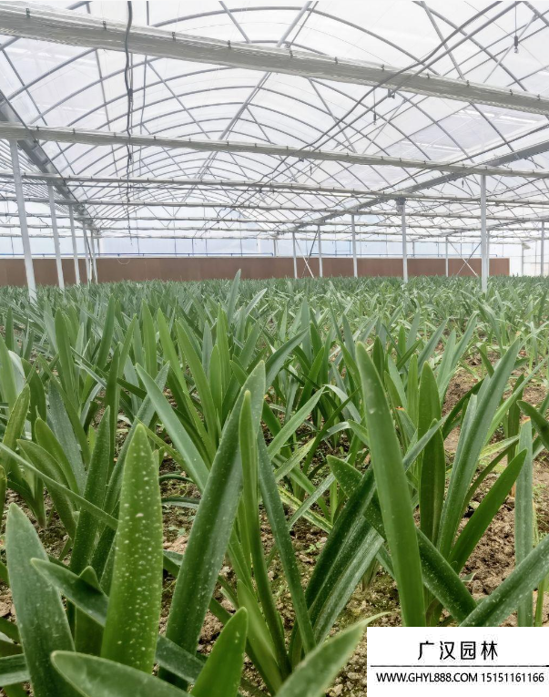 朱頂紅