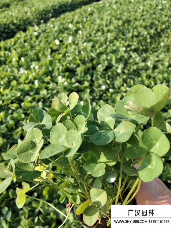 白三葉草