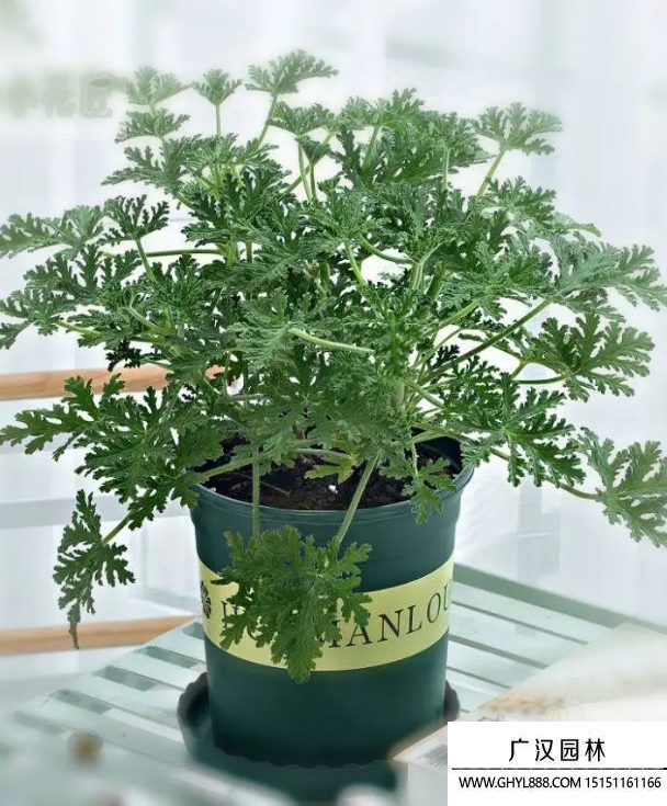 驅蚊草