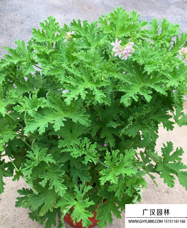 驅蚊草