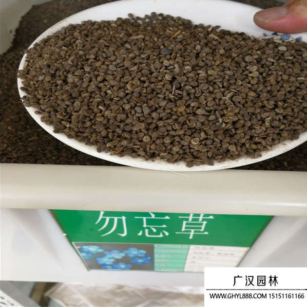 勿忘我種子