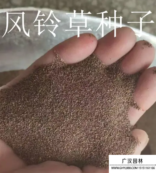 鳳鈴草種子