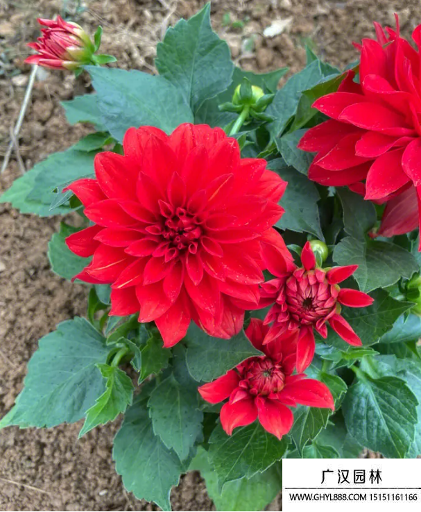 小麗花