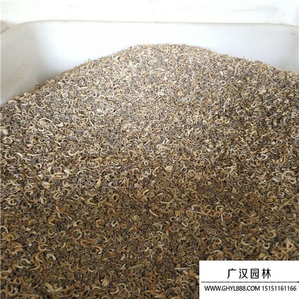 金盞菊種子